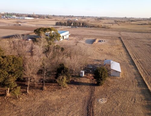 Biotrigo em ritmo constante